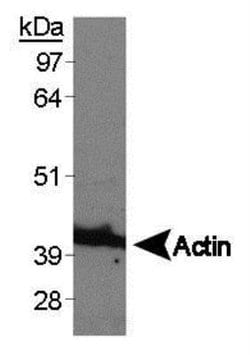 Invitrogen beta Actin Polyclonal Antibody 100 &mu;g; Unconjugated:Antibodies,