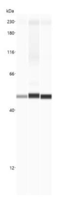 Invitrogen beta Actin Polyclonal Antibody 100 &mu;g; Unconjugated:Antibodies,