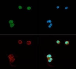 Invitrogen LRP8 Polyclonal Antibody 100 &mu;L; Unconjugated:Antibodies,