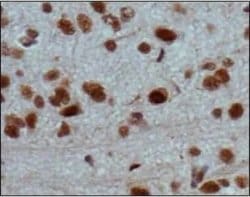 Invitrogen JARID2 Polyclonal Antibody 100 &mu;L; Unconjugated:Antibodies,