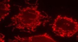 Invitrogen Mitofilin Polyclonal Antibody 100 &mu;L; Unconjugated:Antibodies,