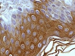 Invitrogen Mitofilin Polyclonal Antibody 100 &mu;L; Unconjugated:Antibodies,