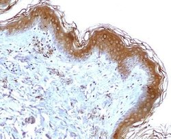 Invitrogen Mitofilin Polyclonal Antibody 100 &mu;L; Unconjugated:Antibodies,