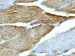 Invitrogen Mitofilin Polyclonal Antibody 100 &mu;L; Unconjugated:Antibodies,