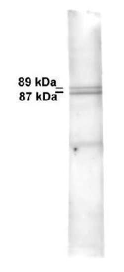 Invitrogen Mitofilin Polyclonal Antibody 100 &mu;L; Unconjugated:Antibodies,