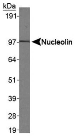 Invitrogen Nucleolin Polyclonal Antibody 100 &mu;L | Buy Online | Invitrogen&trade; | Fisher Scientific