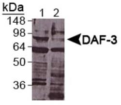 Invitrogen DAF-3 Polyclonal Antibody 100 &mu;L | Buy Online | Invitrogen&trade; | Fisher Scientific