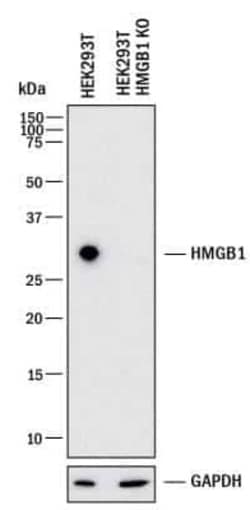 Invitrogen HMGB1 Polyclonal Antibody 100 &mu;L | Buy Online | Invitrogen&trade; | Fisher Scientific