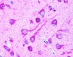 Invitrogen LC3B Polyclonal Antibody 100 &mu;L; Unconjugated:Antibodies,