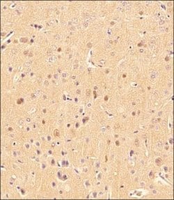 Invitrogen LC3B Polyclonal Antibody 100 &mu;L; Unconjugated:Antibodies,
