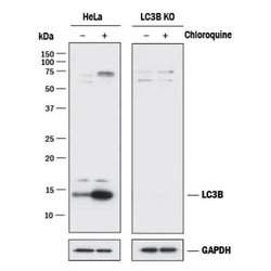 Invitrogen LC3B Polyclonal Antibody 100 &mu;L; Unconjugated:Antibodies,