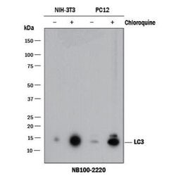 Invitrogen LC3B Polyclonal Antibody 100 &mu;L; Unconjugated:Antibodies,