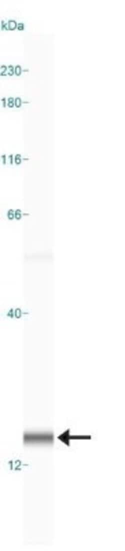 Invitrogen LC3B Polyclonal Antibody 100 &mu;L; Unconjugated:Antibodies,