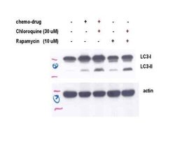 Invitrogen LC3A/LC3B Polyclonal Antibody 100 &mu;L; Unconjugated:Antibodies,