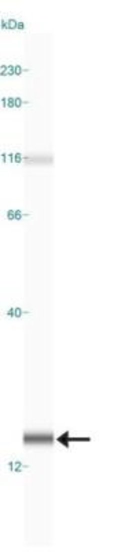 Invitrogen LC3A/LC3B Polyclonal Antibody 100 &mu;L; Unconjugated:Antibodies,