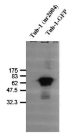 Invitrogen TUB Polyclonal Antibody 100 &mu;L; Unconjugated:Antibodies,