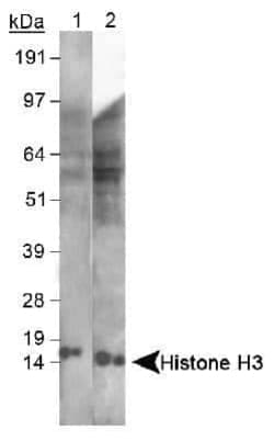 Invitrogen Histone H3 Polyclonal Antibody 100 &mu;L | Buy Online | Invitrogen&trade; | Fisher Scientific