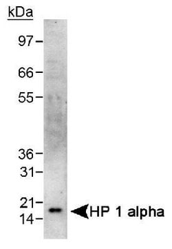 Invitrogen HP1 alpha Polyclonal Antibody 100 &mu;L; Unconjugated:Antibodies,