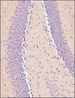 Invitrogen OCT4 Polyclonal Antibody 100 &mu;L; Unconjugated:Antibodies,