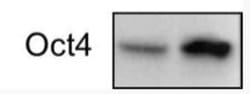 Invitrogen OCT4 Polyclonal Antibody 100 &mu;L; Unconjugated:Antibodies,