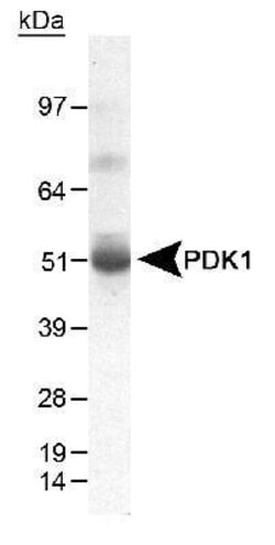 Invitrogen PDK1 Polyclonal Antibody 100 &mu;L; Unconjugated:Antibodies,