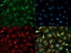 Invitrogen PHD2 Polyclonal Antibody 100 &mu;L; Unconjugated:Antikörper
