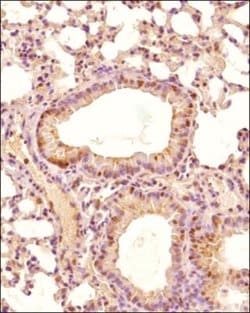 Invitrogen PHD2 Polyclonal Antibody 100 &mu;L; Unconjugated:Antibodies,