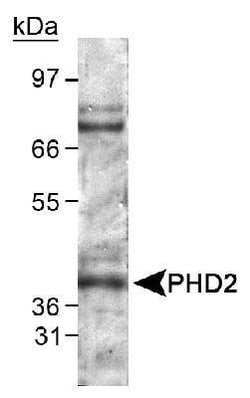 Invitrogen PHD2 Polyclonal Antibody 100 &mu;L; Unconjugated:Antibodies,