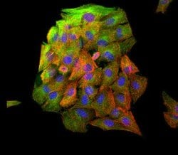 Invitrogen beta Tubulin Polyclonal Antibody 100 &mu;L; Unconjugated:Antibodies,