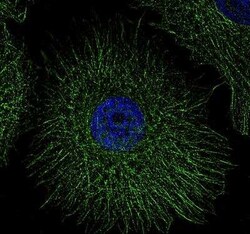 Invitrogen beta Tubulin Polyclonal Antibody 100 &mu;L | Buy Online | Invitrogen&trade; | Fisher Scientific