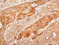 Invitrogen beta Tubulin Polyclonal Antibody 100 &mu;L; Unconjugated:Antibodies,