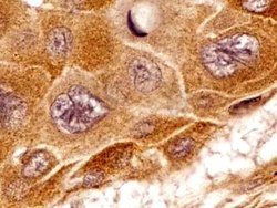 Invitrogen beta Tubulin Polyclonal Antibody 100 &mu;L; Unconjugated:Antibodies,