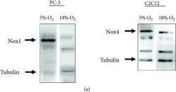 Invitrogen beta Tubulin Polyclonal Antibody 100 &mu;L; Unconjugated:Antibodies,