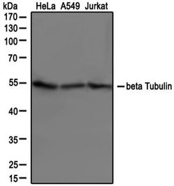 Invitrogen beta Tubulin Polyclonal Antibody 100 &mu;L; Unconjugated:Antibodies,