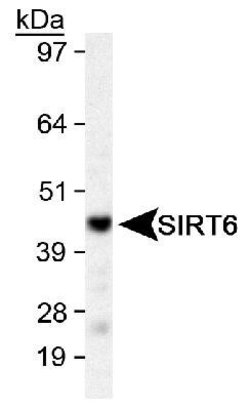 Invitrogen SIRT6 Polyclonal Antibody 100 &mu;L; Unconjugated:Antibodies,