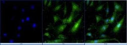 Invitrogen SOX2 Polyclonal Antibody 100 &mu;L | Buy Online | Invitrogen&trade; | Fisher Scientific