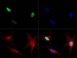 Invitrogen SOX2 Polyclonal Antibody 100 &mu;L | Buy Online | Invitrogen&trade; | Fisher Scientific