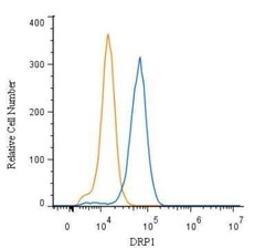 Invitrogen DNM1L Polyclonal Antibody 100 &mu;L | Buy Online | Invitrogen&trade; | Fisher Scientific