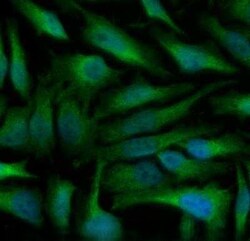 Invitrogen DNM1L Polyclonal Antibody 100 &mu;L | Buy Online | Invitrogen&trade; | Fisher Scientific