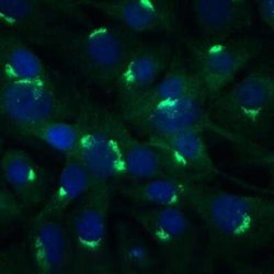 Invitrogen DNM1L Polyclonal Antibody 100 &mu;L | Buy Online | Invitrogen&trade; | Fisher Scientific