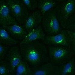 Invitrogen DNM1L Polyclonal Antibody 100 &mu;L | Buy Online | Invitrogen&trade; | Fisher Scientific