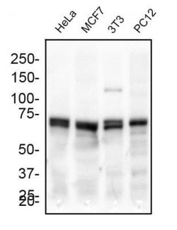 Invitrogen DNM1L Polyclonal Antibody 100 &mu;L; Unconjugated:Antibodies,