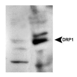 Invitrogen DNM1L Polyclonal Antibody 100 &mu;L; Unconjugated:Antibodies,