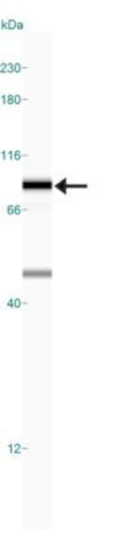 Invitrogen DNM1L Polyclonal Antibody 100 &mu;L; Unconjugated:Antibodies,