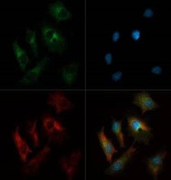 Invitrogen INSIG1 Polyclonal Antibody 100 &mu;L; Unconjugated:Antibodies,