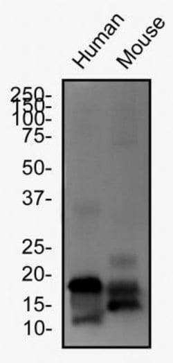 Invitrogen LOX Polyclonal Antibody 100 &mu;L; Unconjugated:Antibodies,