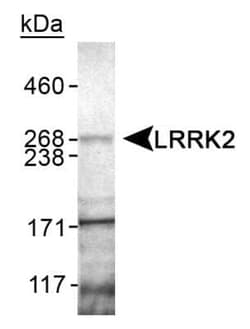 Invitrogen LRRK2 Polyclonal Antibody 100 &mu;L; Unconjugated:Antibodies,