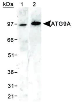 Invitrogen ATG9A Polyclonal Antibody 100 &mu;L; Unconjugated:Antibodies,