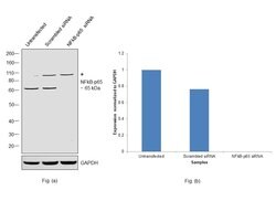 Invitrogen NFkB p65 Polyclonal Antibody 100 &mu;g; Unconjugated:Antibodies,