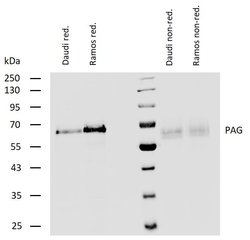 Invitrogen PAG1 Polyclonal Antibody 100 &mu;g; Unconjugated:Antibodies,